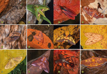 Load image into Gallery viewer, Front Cover